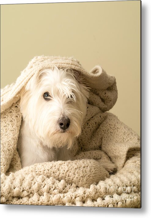 Westie Metal Print featuring the photograph Snuggle Dog by Edward Fielding