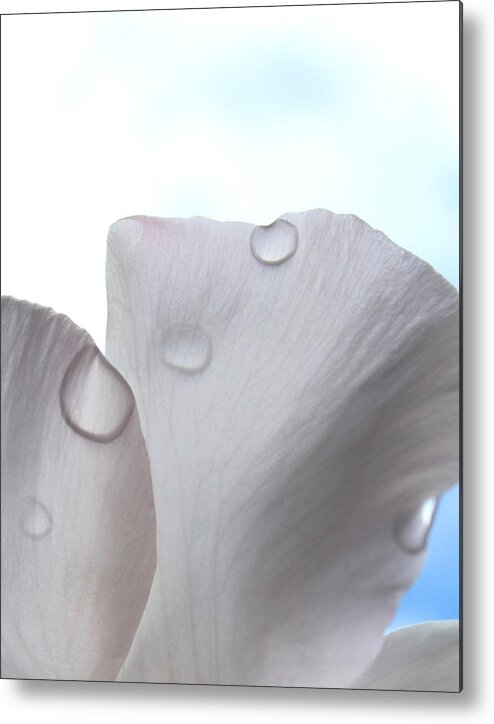 Flowers Metal Print featuring the photograph Solitude by The Art Of Marilyn Ridoutt-Greene