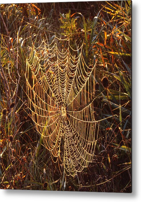 Sunset Metal Print featuring the photograph Spider Art by Ray Mathis