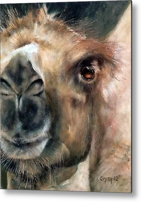 Camel Head Metal Print featuring the painting Spit n polish by Tom Smith