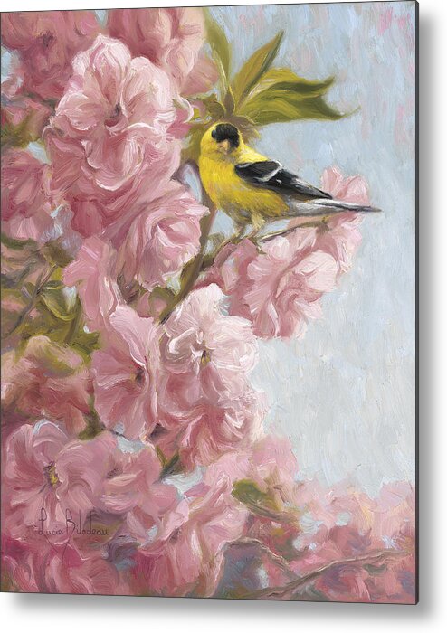 American Goldfinch Metal Print featuring the painting Spring Blossoms by Lucie Bilodeau
