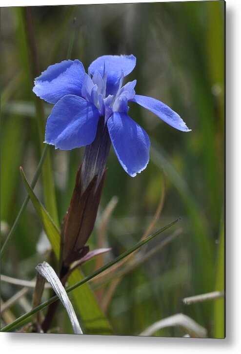 Spring Gentian Metal Print featuring the photograph Spring Gentian by Rob Hemphill