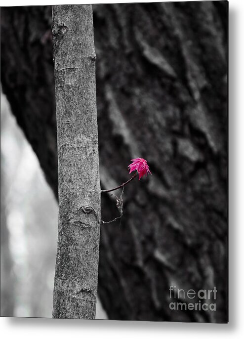 Natural Bridge Metal Print featuring the photograph Spring Maple Growth by Steven Ralser