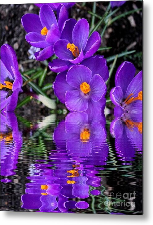Crocus Metal Print featuring the photograph Spring Reflection by Judy Palkimas