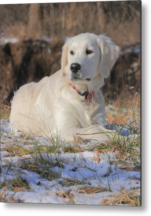 English Cream Golden Retriever Metal Print featuring the photograph Spring Thaw by Coby Cooper