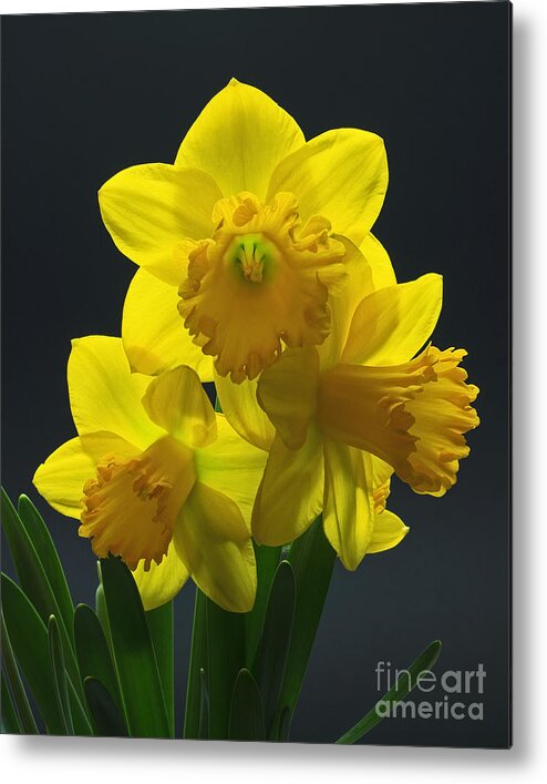 Daffodil Metal Print featuring the photograph Spring Trio by Robert Pilkington