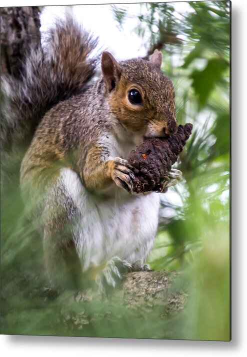 Squirrel Metal Print featuring the photograph Squirrel With Pine Cone by Scott Lyons