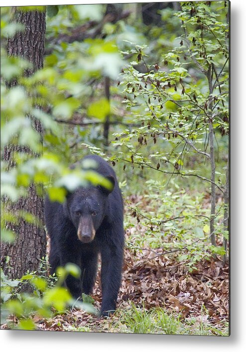 Black Bear Metal Print featuring the photograph Stalking Black Bear in Woods by Michael Dougherty