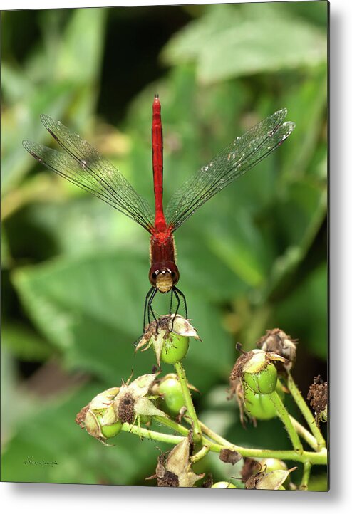 Dragonfly Metal Print featuring the photograph Stare Down by Vickie Szumigala