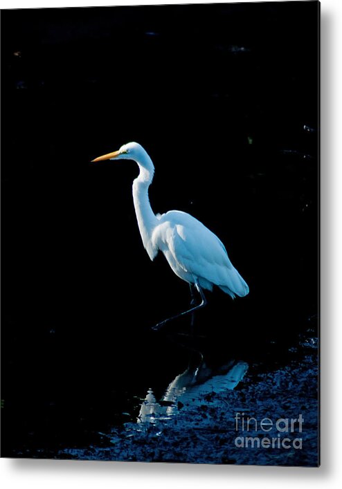  Wings Metal Print featuring the photograph Stately Snowy Egret by Stephen Whalen