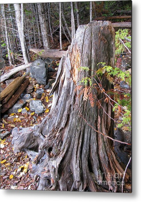 Tree Metal Print featuring the photograph Stump by Leone Lund