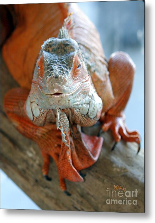 Iguana Metal Print featuring the photograph Suave or Sleazy by Patrick Witz