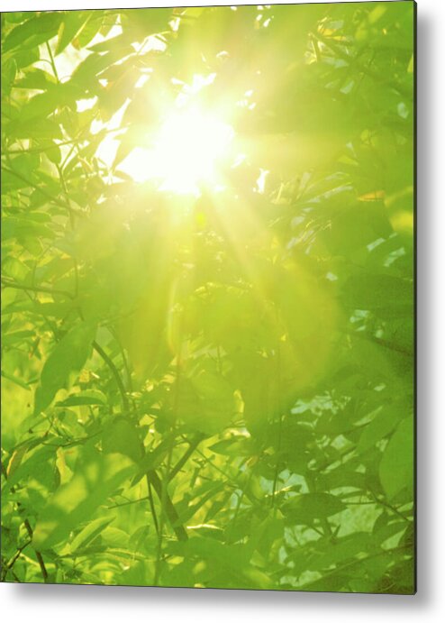 Scotland Metal Print featuring the photograph Sunburst Through Spring Branches And by Kathy Collins