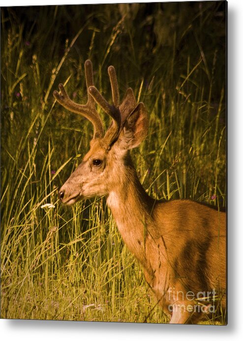 Buck Metal Print featuring the photograph Sunset Buck by Andrea Goodrich