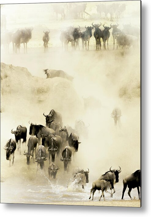 Serengeti Metal Print featuring the photograph Swarming by Husain Alfraid