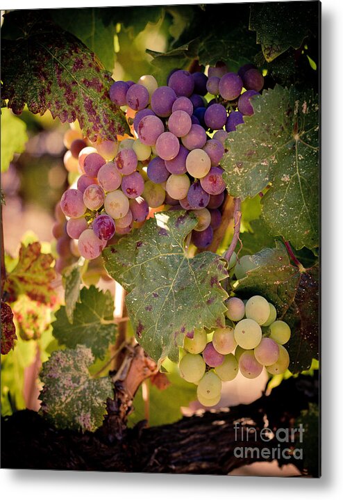 Grapes Metal Print featuring the photograph Sweet Grapes by Ana V Ramirez