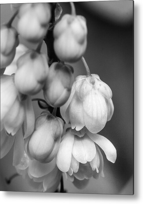 Mahonia Holly Metal Print featuring the photograph Sweet Mahonia Bloom by Patricia Schaefer
