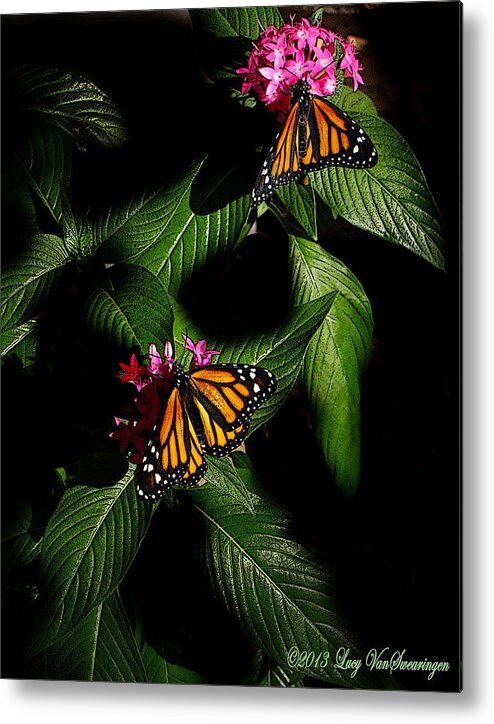 Monarch Butterfly Canvas Print Metal Print featuring the photograph Texas Bred by Lucy VanSwearingen