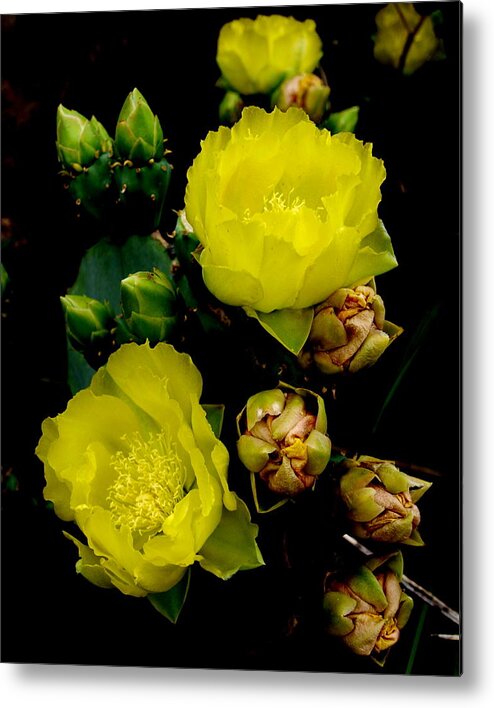 Cactus Flower Bloom Photo Metal Print featuring the photograph Texas Rose VIII by James Granberry
