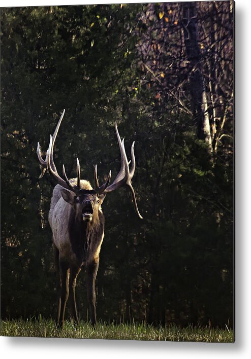 Bull Elk Metal Print featuring the photograph The Boxley Stud Snuffing by Michael Dougherty