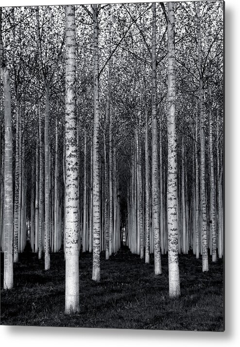 Birch Metal Print featuring the photograph The Forest For The Trees by David Scarbrough