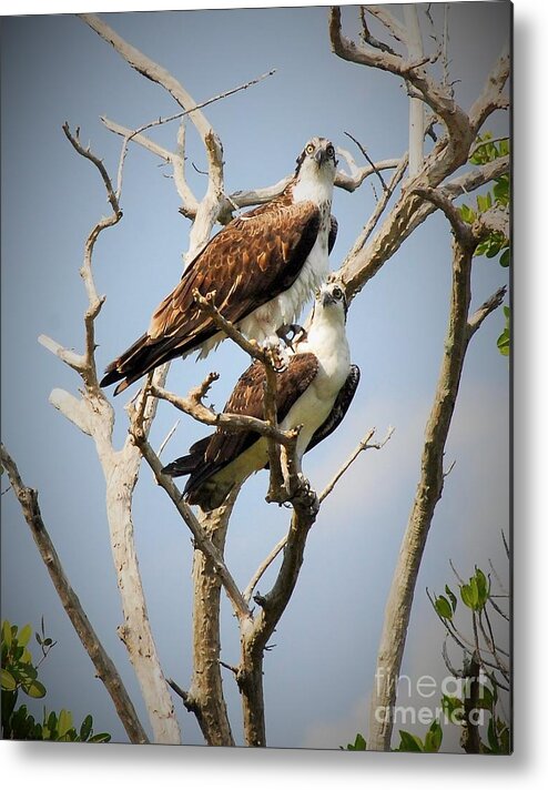 Osprey Metal Print featuring the photograph The Happy Couple by Quinn Sedam