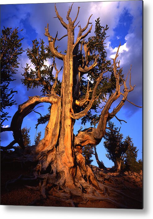 National Park Metal Print featuring the photograph The King by Ray Mathis