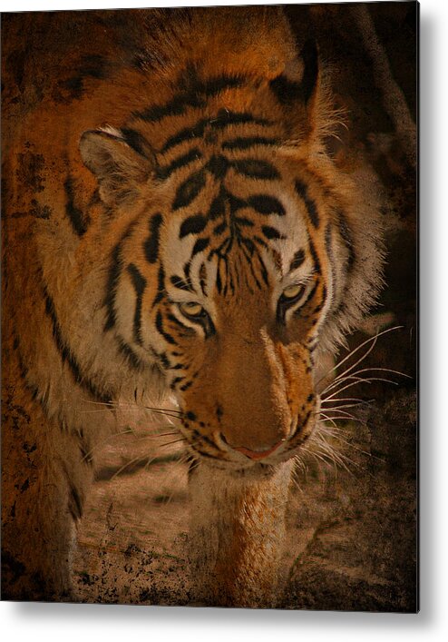 Tiger Metal Print featuring the photograph Tiger Art by Cindy Haggerty