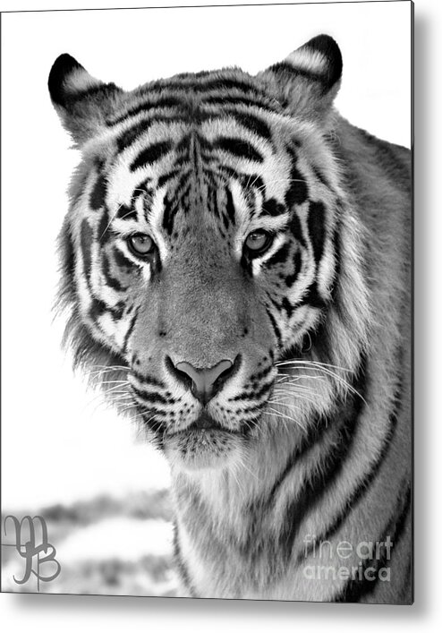 Panthera Tigris Metal Print featuring the photograph Tiger by Mindy Bench