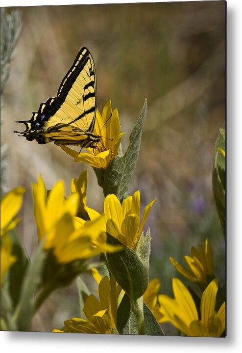Butterly Metal Print featuring the photograph Tiger Swallowtail Butterfly by Janis Knight