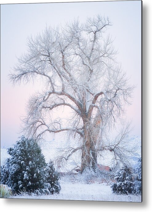 Winter Metal Print featuring the photograph Tree of Snow by Darren White