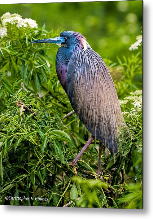 Heron Metal Print featuring the photograph Tri-Color Heron by Christopher Holmes