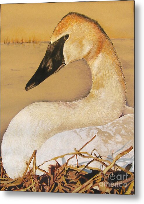 Birds Metal Print featuring the painting SOLD Trumpeter Swan by Nancy Parsons