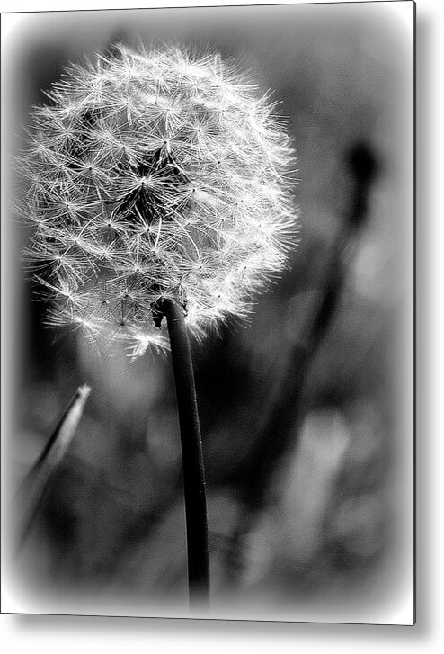 Wish Metal Print featuring the photograph Unspent Wishes by Kerri Huven