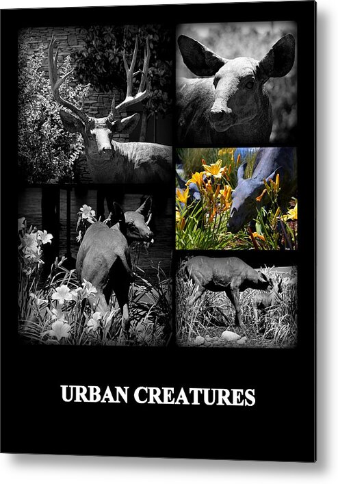 Wildlife Metal Print featuring the photograph Urban Creatures by AJ Schibig