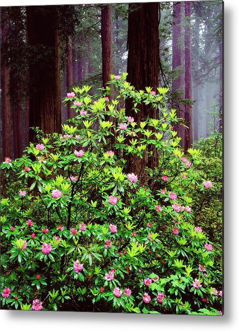 Abstract Metal Print featuring the photograph USA, California, Redwood National Park by Jaynes Gallery