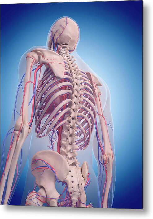 Artwork Metal Print featuring the photograph Vascular System Of Back by Sebastian Kaulitzki/science Photo Library