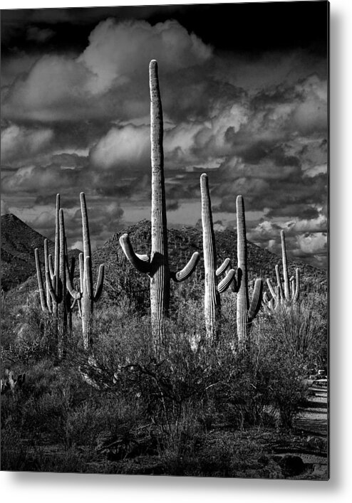 Art Metal Print featuring the photograph Vertical Black and White Saguaro Cactuses in Saguaro National Park by Tucson by Randall Nyhof