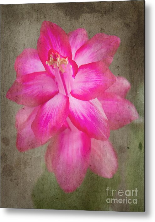 Jemmy Archer Metal Print featuring the photograph Vintage Christmas Cactus by Jemmy Archer