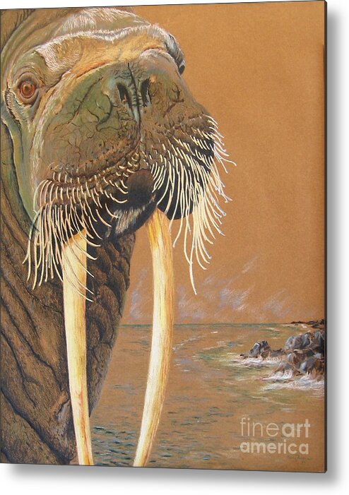 Animal Series Metal Print featuring the drawing Walrus by Nancy Parsons