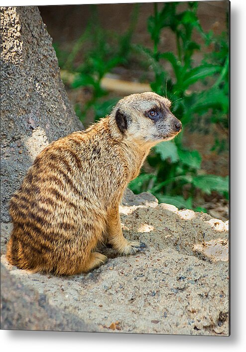 Meerkat Metal Print featuring the photograph Watchful Meerkat Vertical by Jon Woodhams