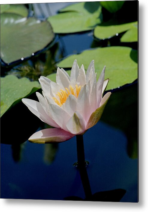 Flower Metal Print featuring the photograph Water Lily by Harold Rau