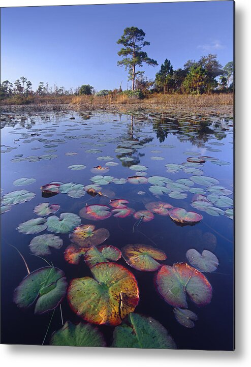 Feb0514 Metal Print featuring the photograph Waterlilies Jonathan Dickinson State by Tim Fitzharris