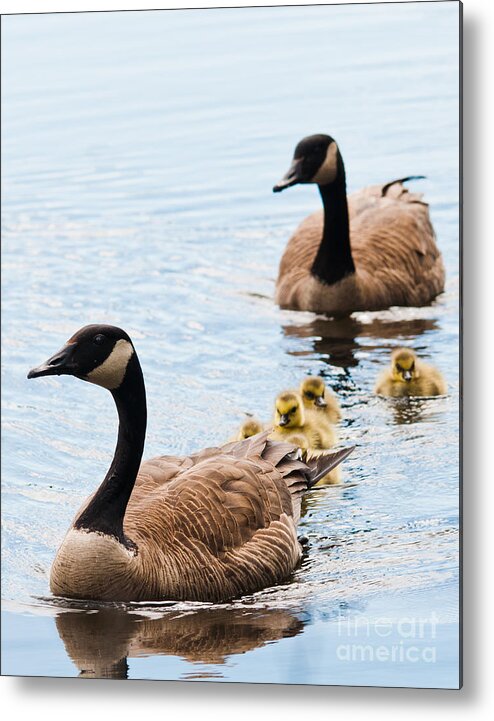 Goose Family Metal Print featuring the photograph We Are Family by Cheryl Baxter