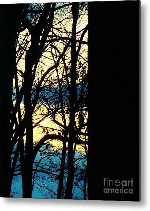 Trees Metal Print featuring the photograph Web by Sharon Costa