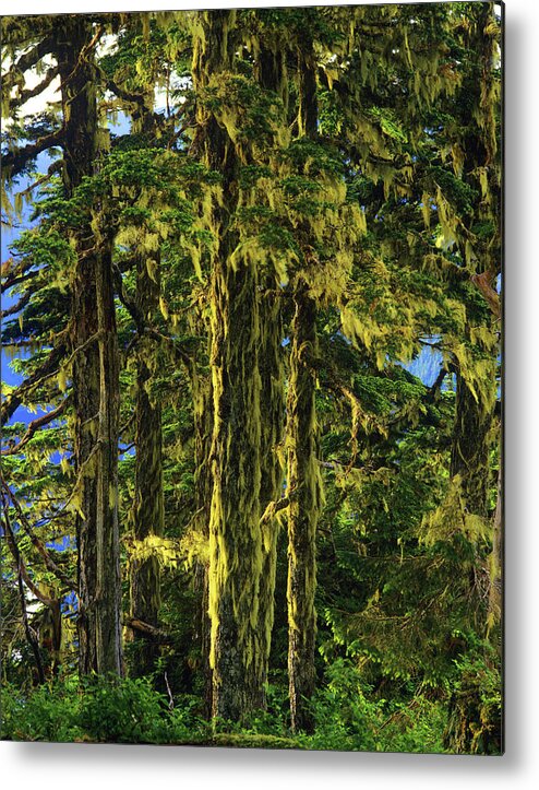 Ak Metal Print featuring the photograph Western Hemlock And Lichen, Temperate by Howie Garber