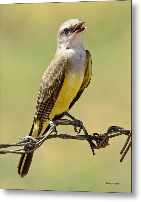 Western King Bird Metal Print featuring the photograph Western King Bird Smiling by Stephen Johnson