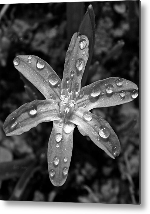 Chionodoxa Metal Print featuring the photograph Wet Glory of the Snow by Chris Berry
