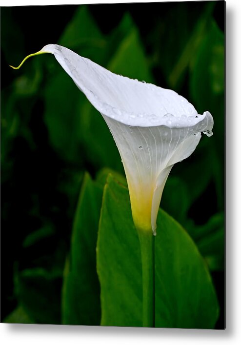 Lily Metal Print featuring the photograph White Calla by Rona Black