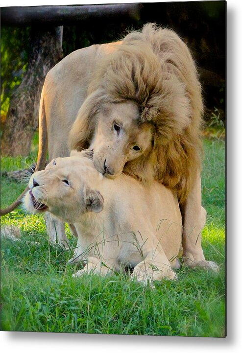 Panthera Leo Krugeri Metal Print featuring the photograph How About a Nibble My Love by Venetia Featherstone-Witty